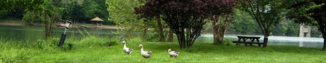 Ducks in Shenandoah Park