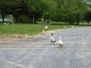 Town of Shenandoah, VA Shenandoah River Park Photo: J. Fluharty